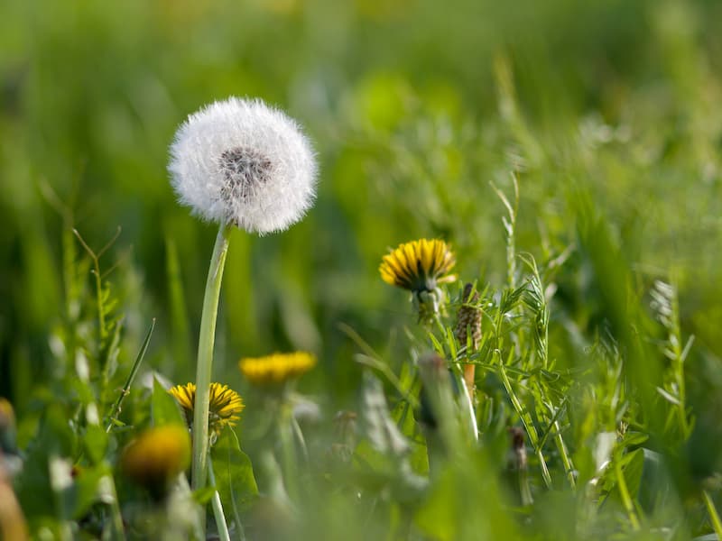 A close-up of a dandelion seed head stands tall in a grassy field, surrounded by green plants and yellow dandelion flowers with a soft, blurred background.