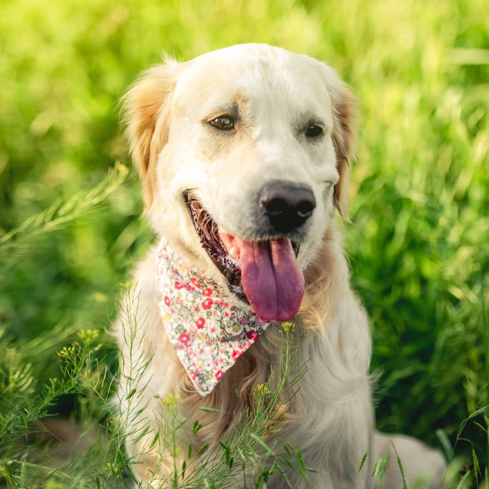 A golden retriever wearing a floral bandana sits in tall green grass, panting with its tongue out and looking content in the sunlight.