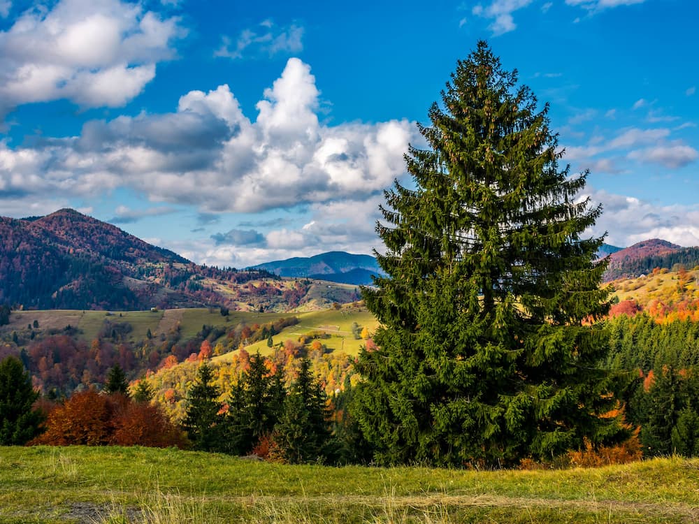 A tall evergreen tree stands in the foreground of a scenic landscape with rolling hills, colorful autumn foliage, distant mountains, and a partly cloudy blue sky.